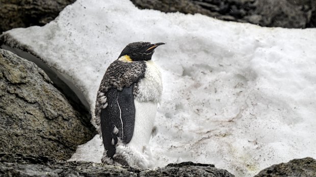 Emperor penguins could be extinct by 2100.