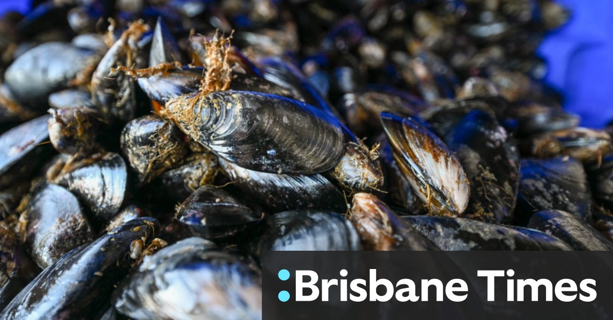 Victoria's farmers of the sea want more rope to strengthen mussel industry - Vimarsana News