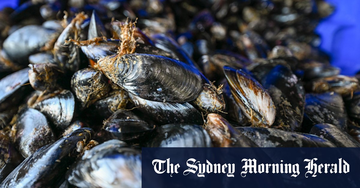 Victoria's farmers of the sea want more rope to strengthen mussel industry - Vimarsana News