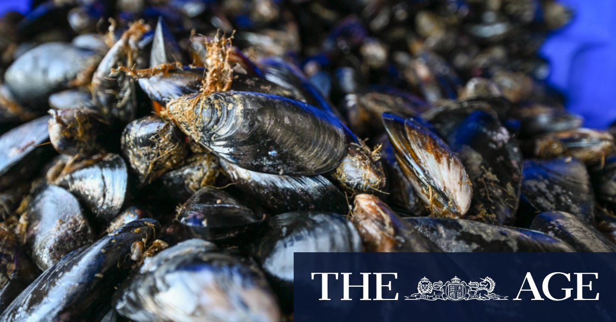Victoria's farmers of the sea want more rope to strengthen mussel industry - Vimarsana News