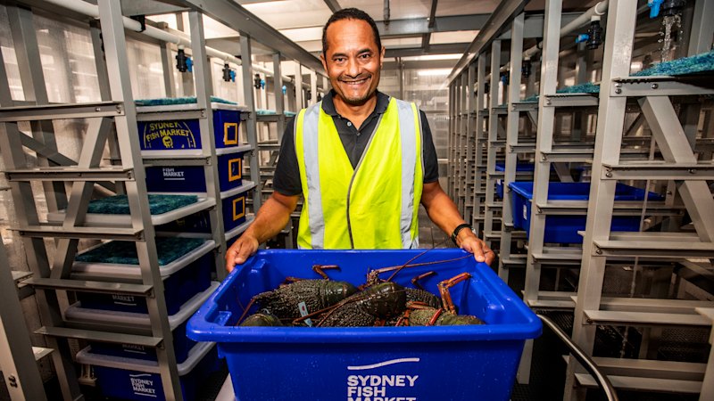 Inside the new Sydney Fish Market’s ‘Club Med for crabs’