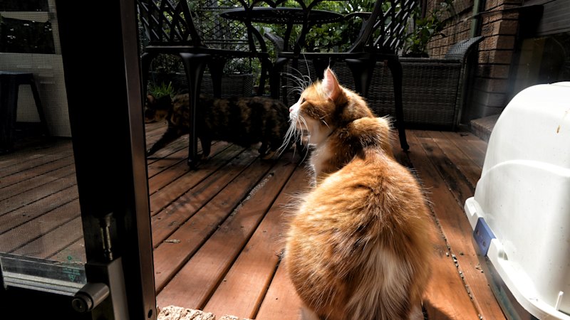 Lockdowns are looming for Perth’s roaming cats. Here’s what you need to know