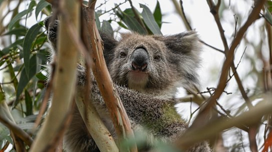 One of the remaining koalas at Kennett River.