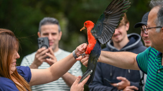 Australian King-Parrot. Busloads of tourists at Kennett River. Some tourists have been harassing wildlife and feeding them. The community is now trying to educate tourists about leaving them alone.