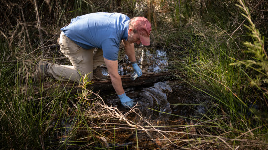 Western Sydney University water scientist Ian Wright takes a sample in Adams Creek, which feeds Medlow Dam.