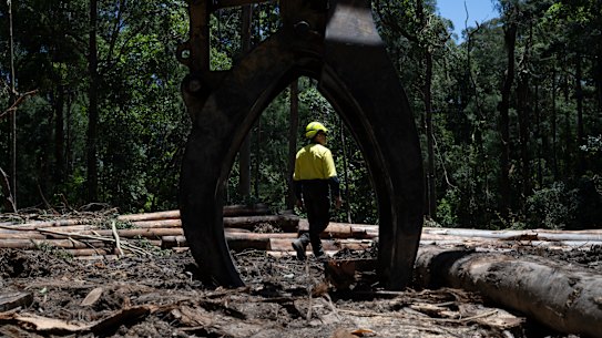A native forest logging site in Wild Cattle Creek State Forest that will become part of the Great Koala National Park.