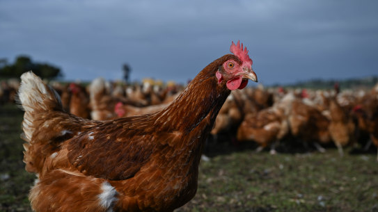 A chicken at a free range farm. 