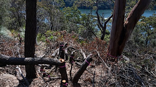 The destruction of 265 trees in Castle Cove has exposed water views.