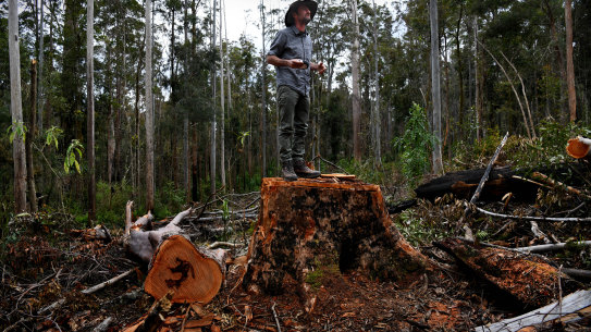Mark Graham atop a felled tree in the Ellis state forest.