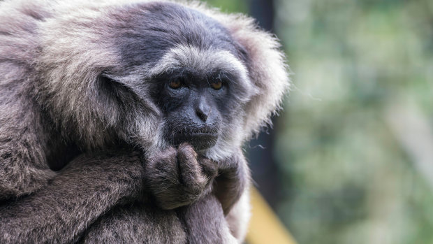 Monkey business at Perth Zoo as gibbon escapes enclosure