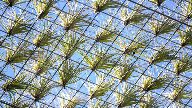 How air plants can work together to create much-needed city shade