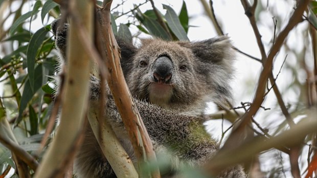 One of the remaining koalas at Kennett River.