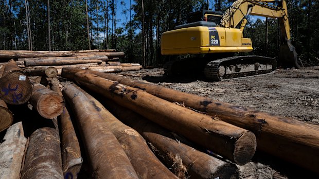 A native forest logging site in Wild Cattle Creek State Forest that is part of the assessment area for the Great Koala National Park.