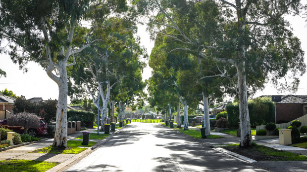 A tree-lined street in South Morang.