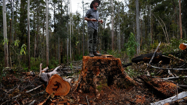 The fierce forest wars reigniting in NSW