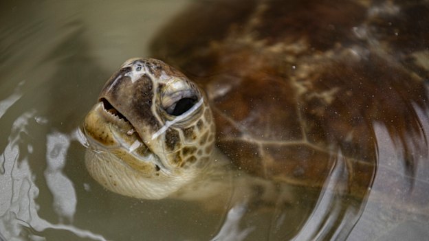 Doris was in a sorry state when she was spotted by Susan Prior.