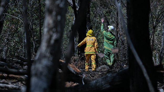 A member of Forest Fire Management Victoria and the CFA assess fire damaged trees near Lake Bellfield.