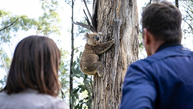 A koala is released after its tracking collar was removed.