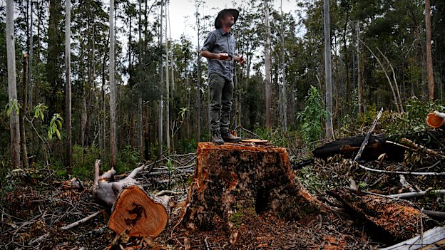 Mark Graham atop a felled tree in the Ellis State Forest.