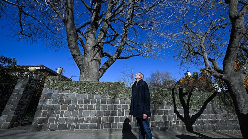 The tree in Nicholas’ front yard has cost him thousands. But council won’t let him cut it down