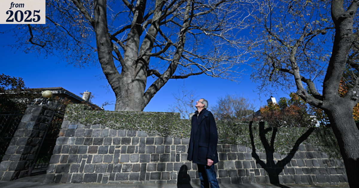 The tree in Nicholas’ front yard has cost him thousands. But council ...