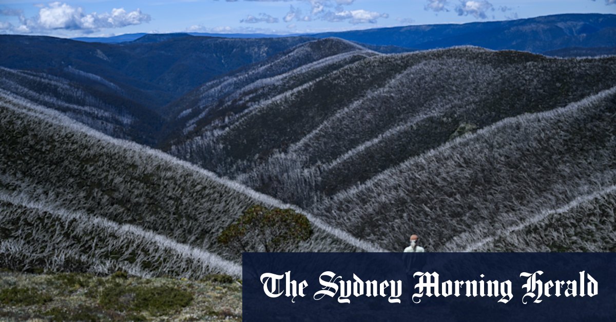 The trees disappearing from Australia's forests - Vimarsana News