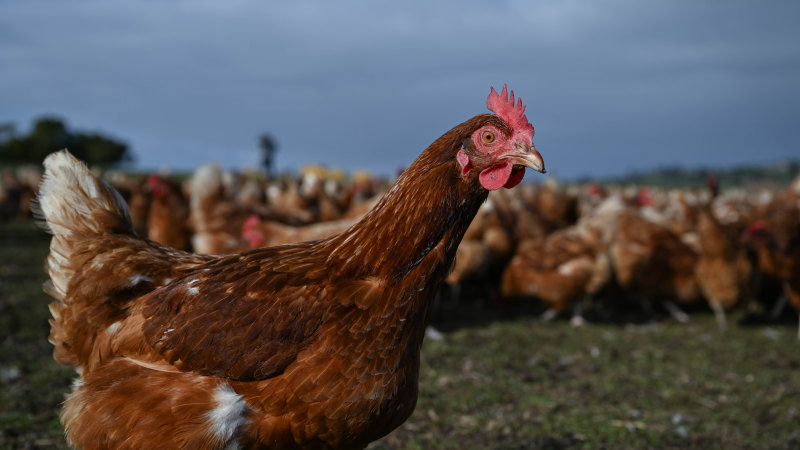Bird flu detected on Hawkesbury egg farm