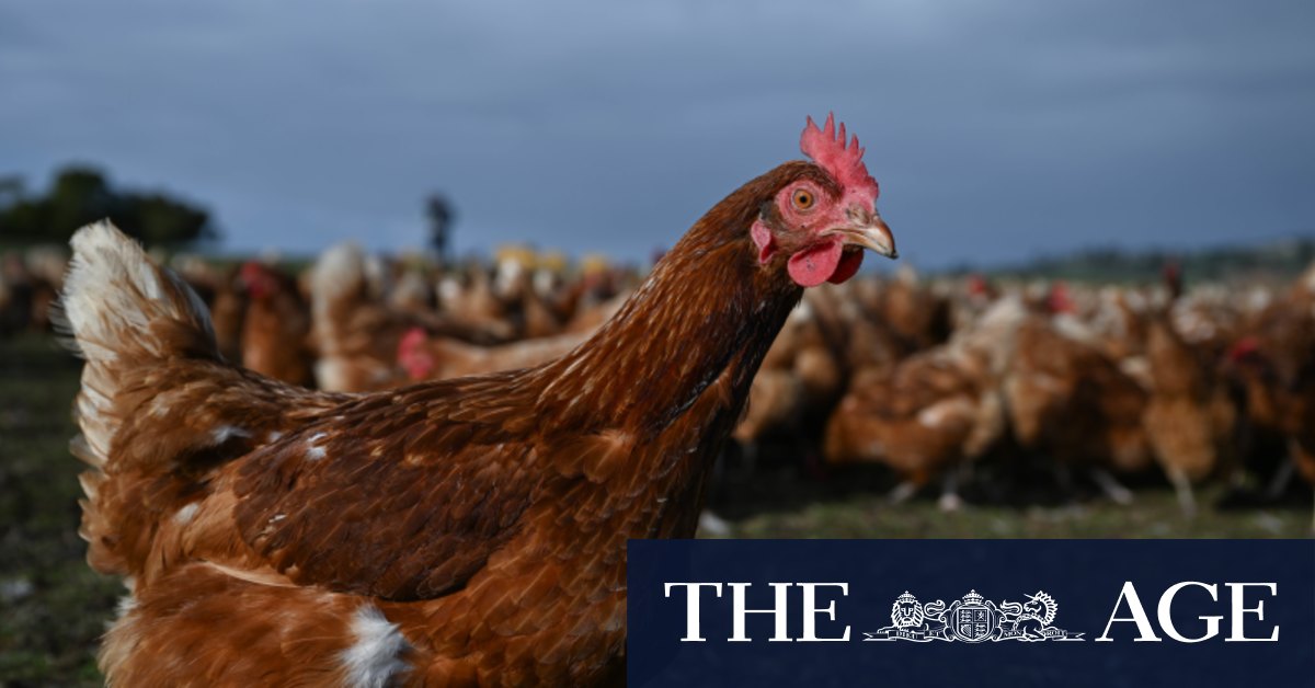 Free-range farmers who care about their chickens face an apocalypse