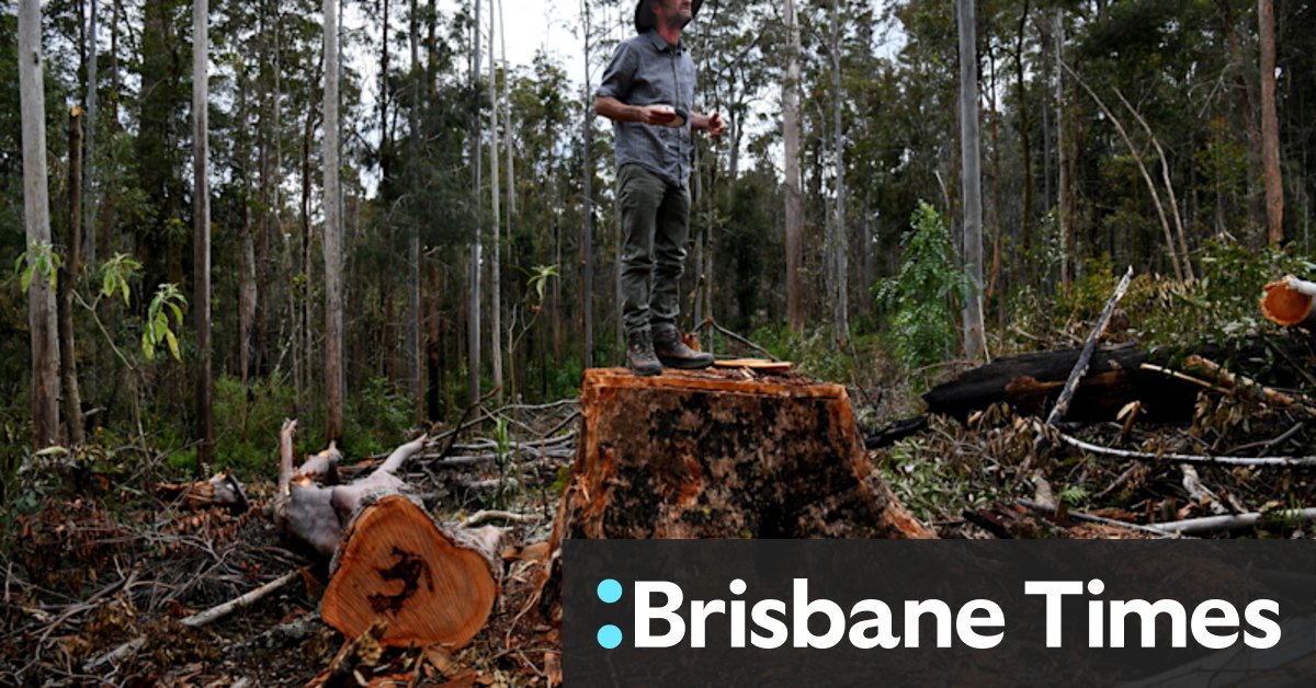 Fierce forest wars reignite in NSW - Vimarsana News
