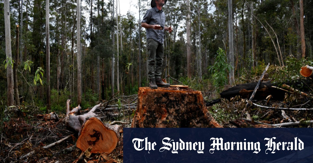 Fierce forest wars reignite in NSW - Vimarsana News