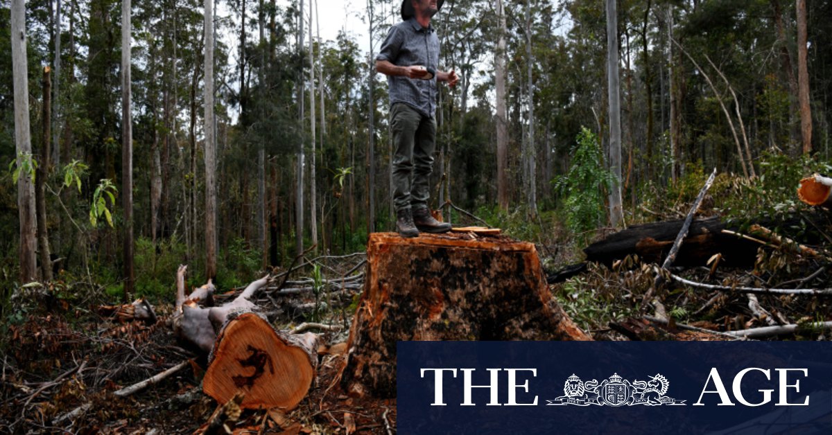 Fierce forest wars reignite in NSW - Vimarsana News