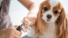 A dog groomer unsuccessfully sued for defamation.