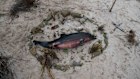 ADELAIDE, AUSTRALIA - JULY 13: Rocks and flowers are placed around a dead dolphin found at Carricklinga Beach on July 13, 2025 in Carricklinga on the Fleurieu Peninsula South of Adelaide, Australia. A toxic algal bloom has washed dead and dying sea creatures along the South Australian coastline since mid March and was first detected on the state’s Fleurieu Peninsula and Kangaroo Island. The ecological disaster is killing large swathes of marine life across a wide range of species, including dolphins, sharks and rare marine species not often observed.  (Photo by Tracey Nearmy/Getty Images)