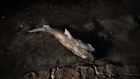 A dead Port Jackson shark on Glenelg Beach