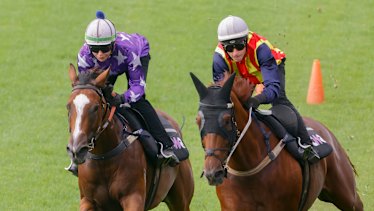 Espiona (left) and Nature Strip in a barrier trial at Rosehill last month.