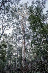 Forest in the Stony Creek coupe area. 
