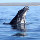 Humpback whales come to the Exmouth Gulf with their calves. 