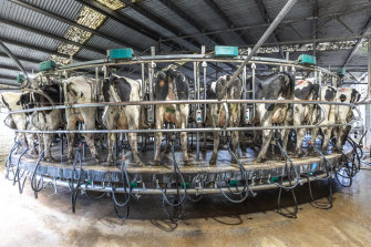 Dairy farms pose particular challenges in preventing disease outbreaks. 