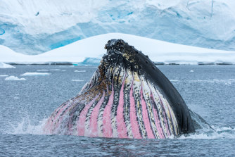 Humpback whales spend their summers in Antarctica enjoying the krill.