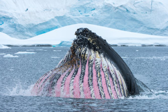 Humpback whales spend their summers in Antarctica enjoying the krill.