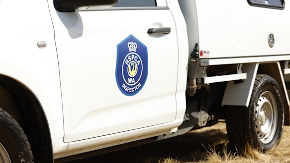 Local government rangers called the RSPCA after they found the cat dead in an esky.