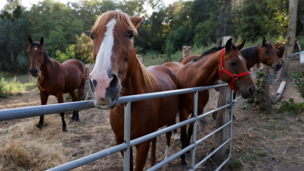 Horses stand in an enclosure at the location of a meeting between local authorities, elected officials and horse breeders whose animals have been victims of mutilation attacks in Plailly, northern France. 