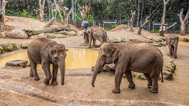 Female elephants at the Melbourne Zoo. 