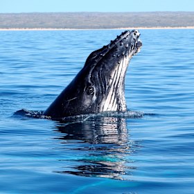 Humpback whales come to the Exmouth Gulf with their calves. 