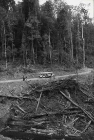 Logging in the Forbes River area near Wauchope, NSW, on September 13, 1980.