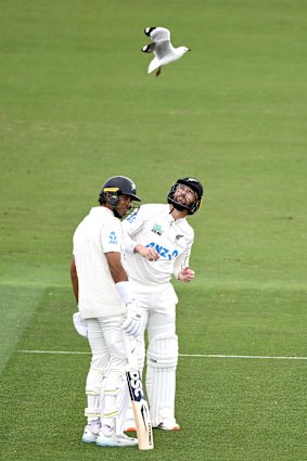 Devon Conway and Rachin Ravindra of New Zealand avoid a bird during day two.