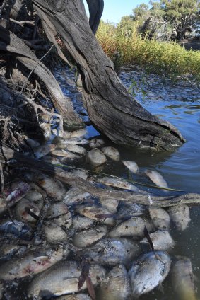 Hundreds of bony bream and other dead fish in the Darling River at Menindee.