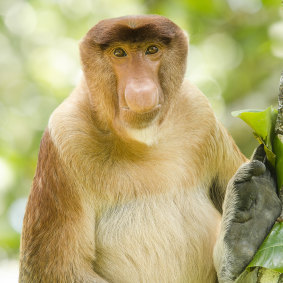 清晨，您会在巴哥国家公园的海滩上看到长鼻猴。