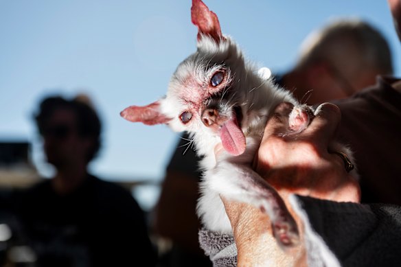 You love your dog. Others may not.