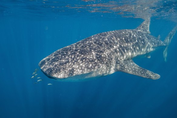 The world’s largest shark cruises the waters of Nigaloo Reef from March to October. 